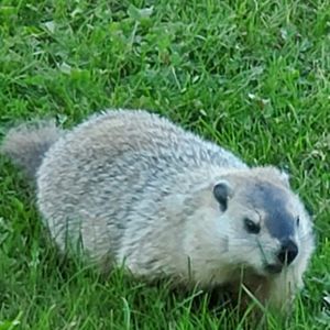 Meet your Posher, Joe